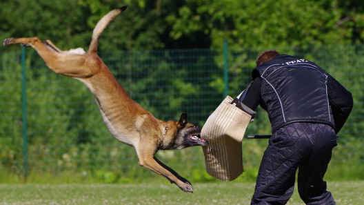 Polizeihund 